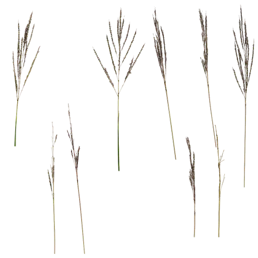 Imperata cylindrica inflorescence