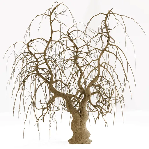 Old Dry Tree