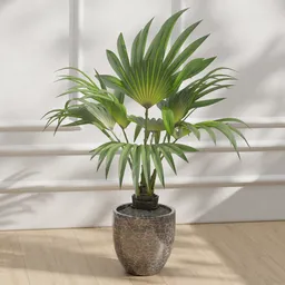 Indoor Potted Plant