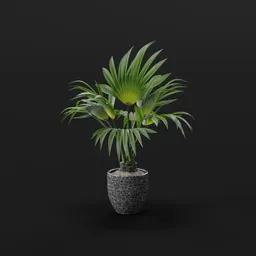 Indoor Potted Plant