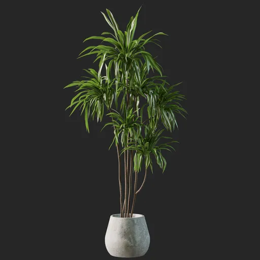 Plant
