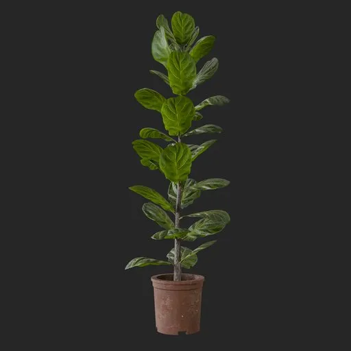 Indoor Plant Kit.012