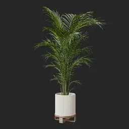 Kentia Palm