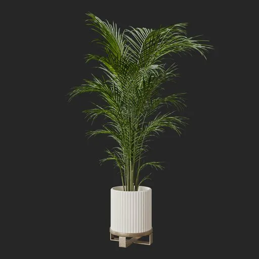 Kentia Palm