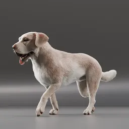 Dog Labrador walking cycle Animated