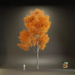 European Maple Acer Platanoide