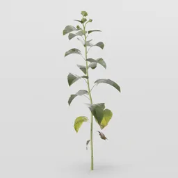 Young Sunflower Plant