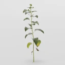 Young Sunflower Plant