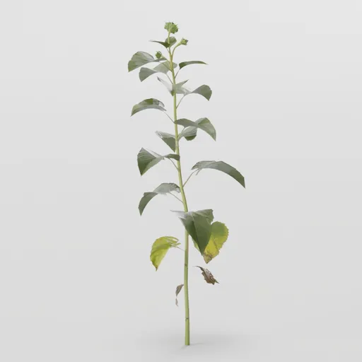 Young Sunflower Plant