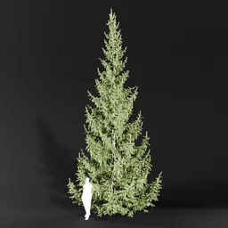 Norway Spruce Picea Abies 9.3m