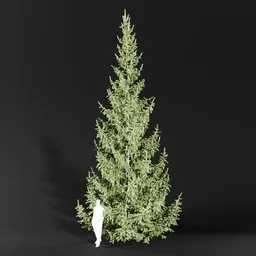 Norway Spruce Picea Abies 9.3m