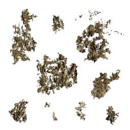 Hippophae rhamnoides Moss