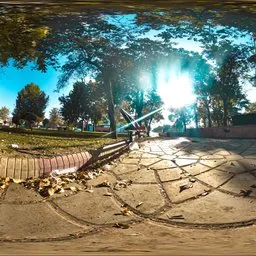 Tree Park Midday Light