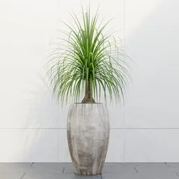 Ponytail Palm in Stone Planter