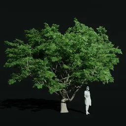 Gumbo Limbo Ancient