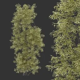 Simple Wall Climber Plant