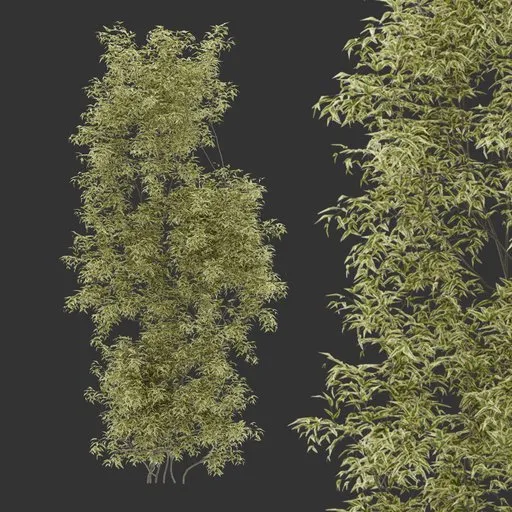 Simple Wall Climber Plant