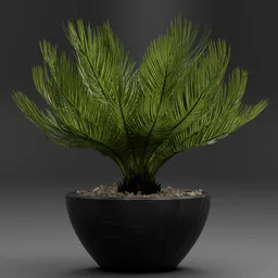 Sago Palm Plant