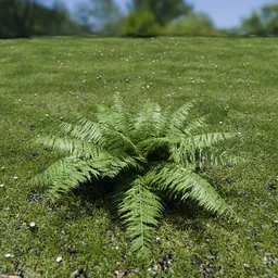 Ostrich Fern