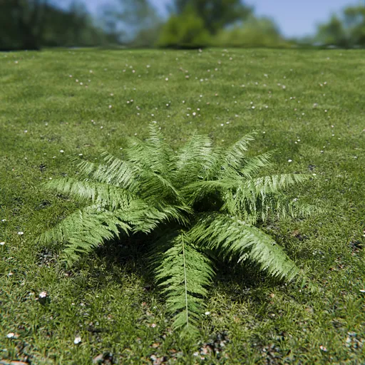 Ostrich Fern