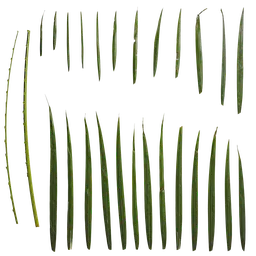 Chamaedorea elegans Leaf