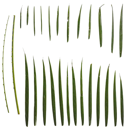 Chamaedorea elegans Leaf