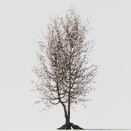 Detailed 3D blossom tree model with visible root structure for Blender graphics and animations.