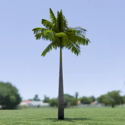 Imperial Palm Tree Animated