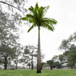 Imperial Palm Tree Animated