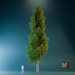 High Quality Poplar Tree