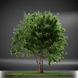 Tree Vine Maple Animated