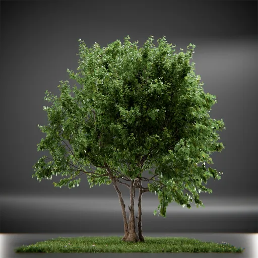 Tree Vine Maple Animated