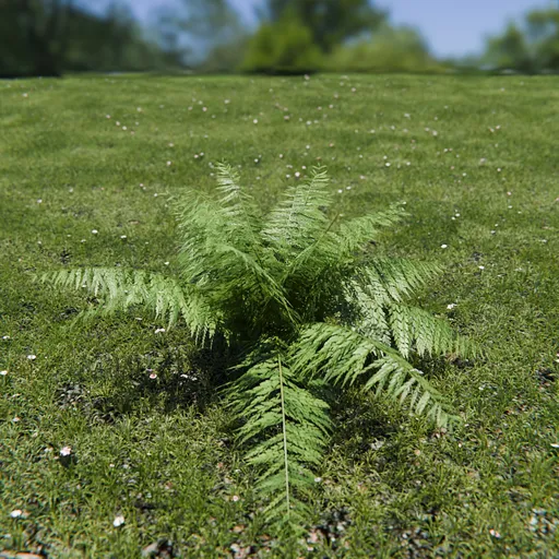 Ostrich Fern
