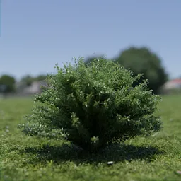 Realistic 3D Taxus media plant model, suitable for Blender, high detail foliage, digital nature-render.