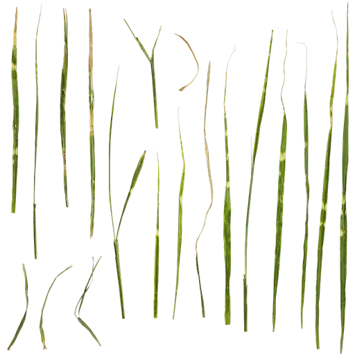 Miscanthus sinensis zebrinus Leaf