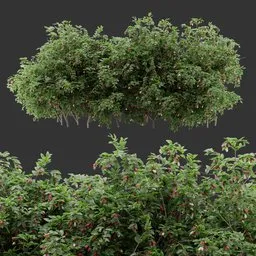 Flowering Multiple bush Plant