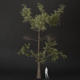SJ-Sunny Grove Pine Tree