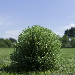 Shurb - BuxtusSempervirens Boxwood