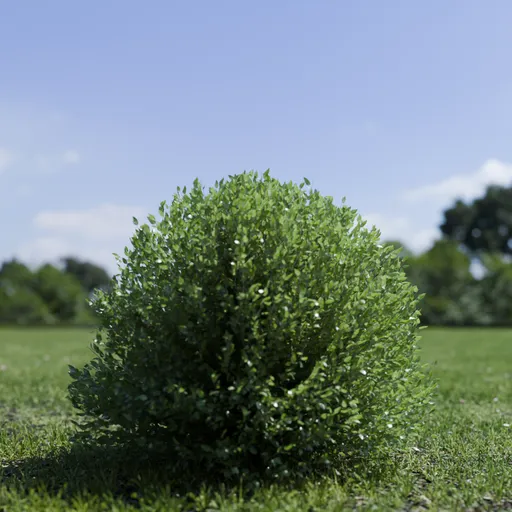 Shurb - BuxtusSempervirens Boxwood