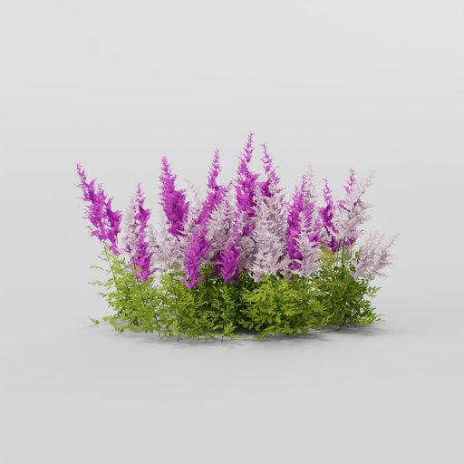 Thumbnail: Astilbe White Rose