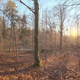 Autumn Forest 04