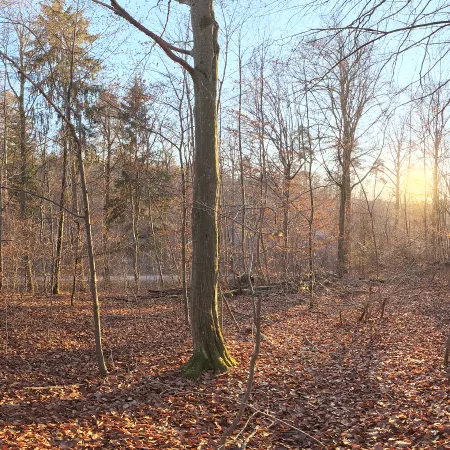 Autumn Forest 04
