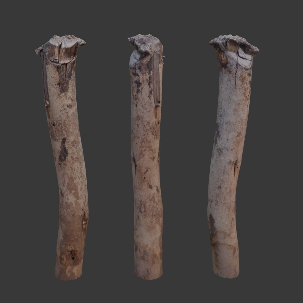 Log scan | FREE Trees models | BlenderKit