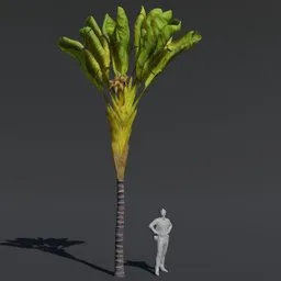 "Cinematic-ready Tree Banana Palm 3D model with PBR textures and materials for Blender 3D. High quality and realistic representation of a palm tree with intricate details such as huge blossoms. Perfect for game development and 3D modeling concepts."