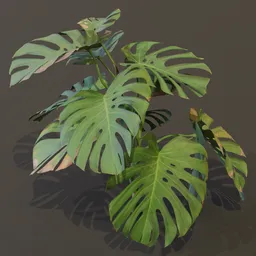 Monestera Plant Elder Var