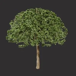 Realistic Canopy Tree