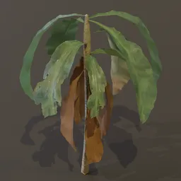 Dracaena Corn Plant Sprout