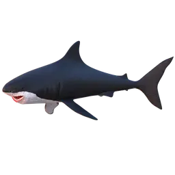 "Realistic 3D model of a great white shark with open mouth and teeth, designed for Blender 3D. This highly detailed fish model features a red, white, and black color scheme, realistically rendered face, and a fully rigged and animated body. Perfect for creating lifelike aquatic scenes in Blender 3D."