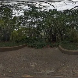 HDR of trees on a cloudy day
