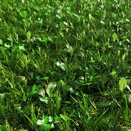 Grass mix - plantago and clover  Large area